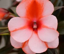 Бальзамин Новая Гвинея (Impatiens New Guinea) в ассортименте