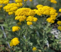 Тысячелистник гибридный Муншайн (Achillea 'Moonshine')