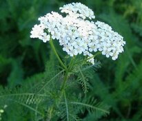 Тысячелистник обыкновенный (Achillea millefolium)