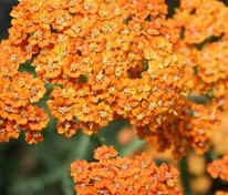 Тысячелистник обыкновенный Терракота (Achillea millefolium 'Terracotta')
