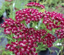 Тысячелистник обыкновенный Кассис (Achillea millefolium 'Cassis')