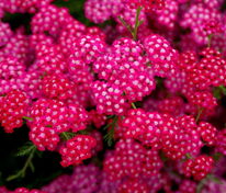 Тысячелистник обыкновенный Сериз Квин (Achillea millefolium 'Cerise Queen')