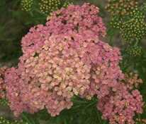 Тысячелистник обыкновенный Лахсшёнхейт (Achillea millefolium 'Lachsschönheit')