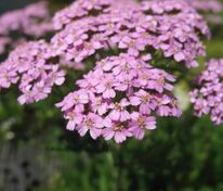 Тысячелистник обыкновенный Лайлак Бьюти (Achillea millefolium 'Lilac Beauty')