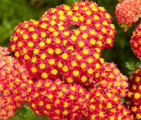 Тысячелистник обыкновенный Паприка (Achillea millefolium 'Paprika')
