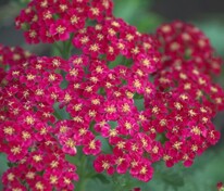 Тысячелистник обыкновенный Ред Вельвет (Achillea millefolium 'Red Velvet')