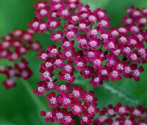 Тысячелистник обыкновенный Самервайн (Achillea millefolium 'Summerwine')