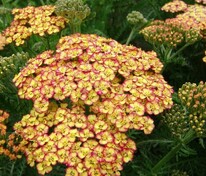 Тысячелистник обыкновенный Триколор (Achillea millefolium 'Tricolor')