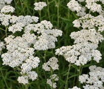 Тысячелистник обыкновенный Вайссес Вундер (Achillea millefolium 'Weisses Wunder')