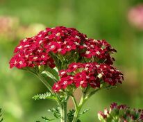 Тысячелистник парковый (Achillea × parkeri)