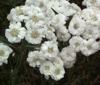 Тысячелистник птармика (Achillea ptarmica)