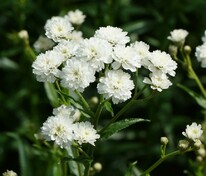 Тысячелистник птармика Мультиплекс (Achillea ptarmica 'Multiplex')