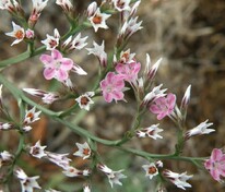 Углостебельник татарский (Goniolimon tataricum)