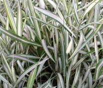 Фалярис тростниковый (Phalaris arundinacea)