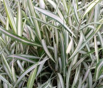 Фалярис тростниковый Физи (Phalaris arundinacea 'Feesey')