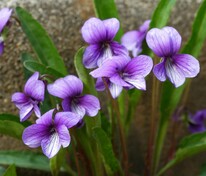 Фиалка маньчжурская (Viola mandshurica)