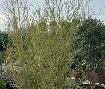 Бамбук (Fargesia sp.)