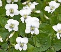 Фиалка мотыльковая (Viola sororia)