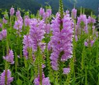 Физостегия виргинская (Physostegia virginiana)