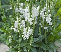 Физостегия виргинская Мисс Маннерс (Physostegia virginiana 'Miss Manners')