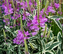 Физостегия виргинская Вариегата (Physostegia virginiana 'Variegata')