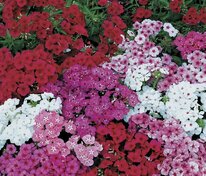 Флокс Друммонда Сенчури Микс (Phlox drummondii 'Century Mix') смесь