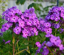 Флокс метельчатый (Phlox paniculata)