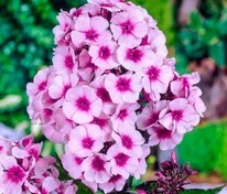 Флокс метельчатый Брайт Айс (Phlox paniculata 'Bright Eyes')
