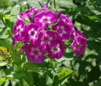 Флокс метельчатый Лаура (Phlox paniculata 'Laura')