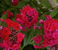 Флокс метельчатый Мисс Мэри (Phlox paniculata 'Miss Mary')