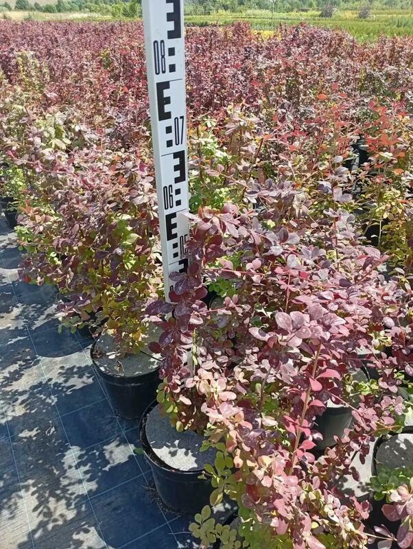 Барбарис оттавский Суперба (Berberis x ottawensis 'Superba')