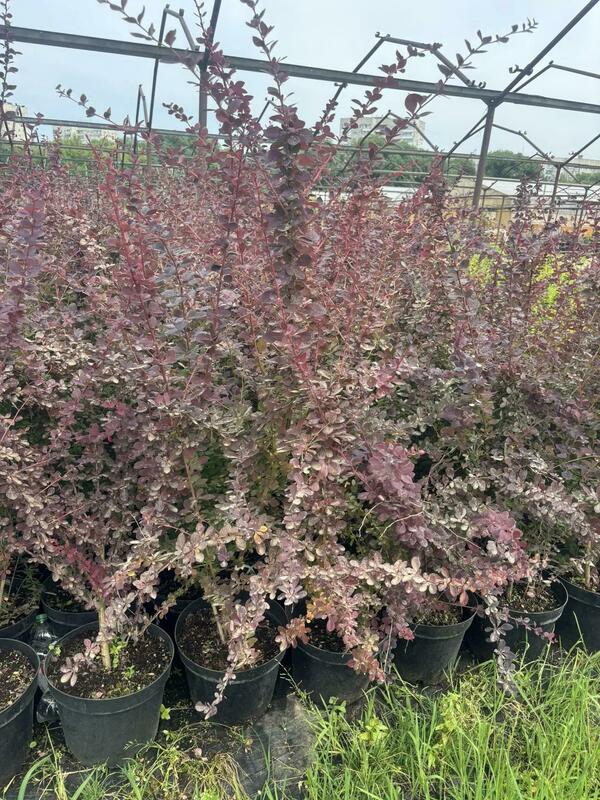 Барбарис оттавский Суперба (Berberis x ottawensis 'Superba')