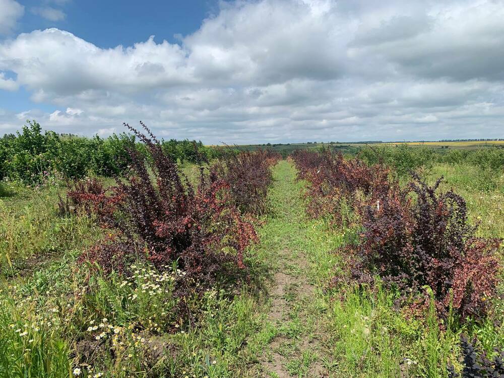 Барбарис оттавский Суперба (Berberis x ottawensis 'Superba')