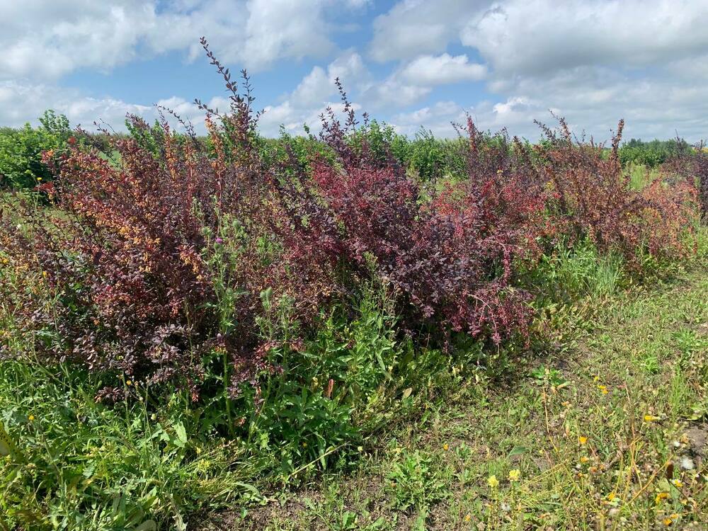 Барбарис оттавский Суперба (Berberis x ottawensis 'Superba')