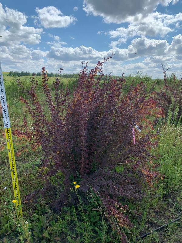Барбарис оттавский Суперба (Berberis x ottawensis 'Superba')