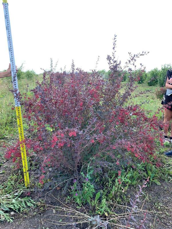 Барбарис оттавский Суперба (Berberis x ottawensis 'Superba')