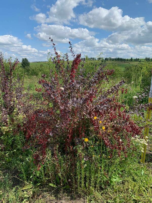 Барбарис оттавский Суперба (Berberis x ottawensis 'Superba')
