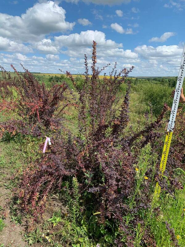 Барбарис оттавский Суперба (Berberis x ottawensis 'Superba')