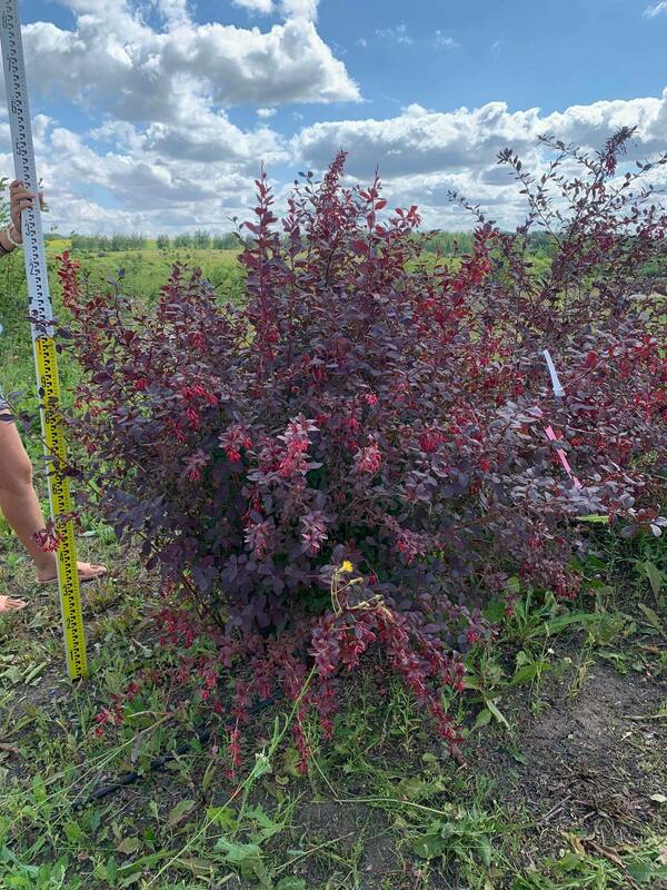 Барбарис оттавский Суперба (Berberis x ottawensis 'Superba')