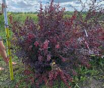 Барбарис оттавский Суперба (Berberis x ottawensis 'Superba')