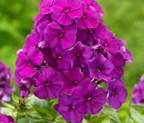 Флокс метельчатый Ники (Phlox paniculata 'Nicky')