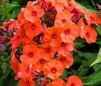 Флокс метельчатый Оранж Перфекшн (Phlox paniculata 'Orange Perfection')