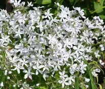 Флокс растопыренный Вайт Парфюм (Phlox divaricata 'White Perfume')