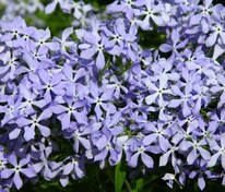 Флокс растопыренный Блю Парфюм (Phlox divaricata 'Blue Perfume')