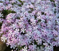 Флокс шиловидный (Phlox subulata)