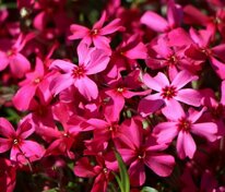 Флокс шиловидный Атропурпуреа (Phlox subulata 'Atropurpurea')
