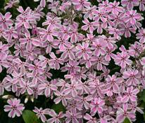 Флокс шиловидный Кэнди Страйпс (Phlox subulata 'Candy Stripes')