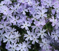 Флокс шиловидный Эмеральд Кушн Блю (Phlox subulata 'Emerald Cushion Blue')