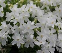 Флокс шиловидный Вайт Делайт (Phlox subulata 'White Delight')