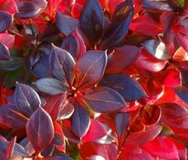 Барбарис средний Ред Джевел (Berberis x media 'Red Jewel')